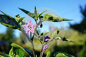 Purple chilli flower in garden