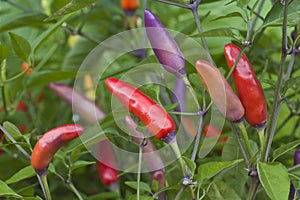 Purple Chilli Peppers