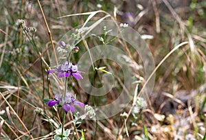 Purple Chinese Houses Collinsia heterophylla wildflowers, Chinese House Wild Flower