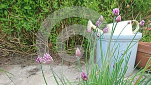 Purple chive flowers infront of garden pots