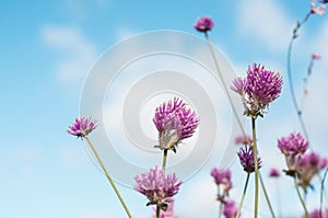 purple chive flowers in a pubic garden