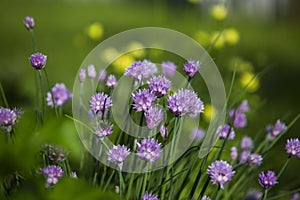 Purple Chive Flowers with Yellow Globe Flowers in The background