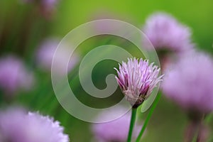 Purple chives flower in summer garden. Floral background