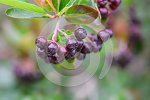 Purple chokeberry Aronia prunifolia fruit full of antioxidants