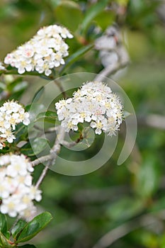 Purple chokeberry Aronia prunifolia Nero, clusters of white flowers