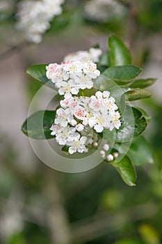 Purple chokeberry Aronia prunifolia Nero, white flowers