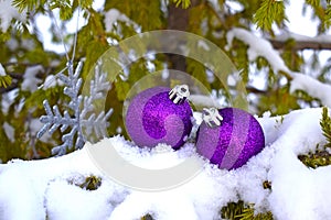 Purple Christmas toys on a snow-covered spruce branch. photo