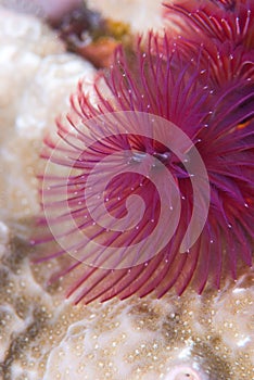 Purple Christmas tree worm
