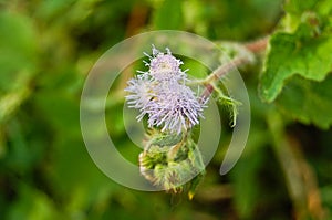 Purple Chromolaena odorata (Common floss flower)