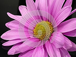 Purple chrysanthemum