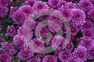 Purple Chrysanthemum photo