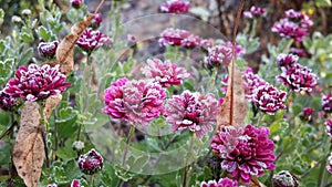 Purple chrysanthemum . Autumn blooming flowers are covered with morning frost photo