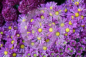 The purple chrysanthemum background