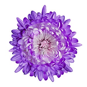 Purple chrysanthemum flower on white isolated background with clipping path. Closeup.