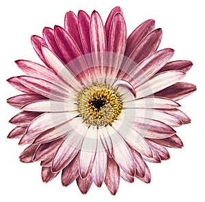 Purple chrysanthemum flower on white isolated background with clipping path. Closeup. For design. Nature.