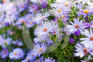 Purple chrysanthemum flowers