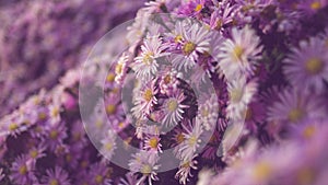 Purple chrysanthemum flowers bushes closeup. Natural floral background