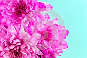 Purple chrysanthemum flowers close up on turquoise mint background. Summer, spring banner. Neon pink and blue