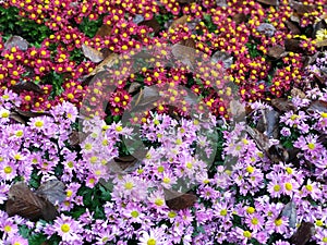 Purple Chrysanthemum flowers closeup with green leaves, in autumn season. Feeling fresh beautiful natural in botanical park.