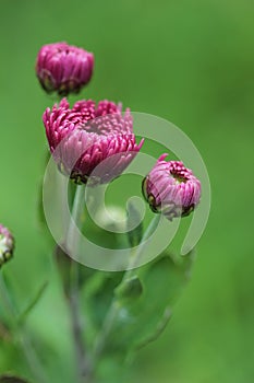 Purple chrysanthemum flowers clouseup. Spring background.