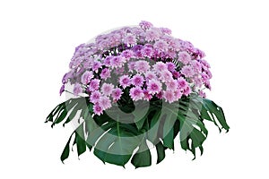 Purple Chrysanthemum flowers with tropical leaves Monstera, ornamental nature bush podium floral arrangement isolated on white