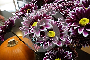 Purple chrysanthemum flowers with yellow centre