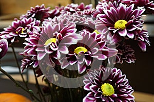 Purple chrysanthemum flowers with yellow centre