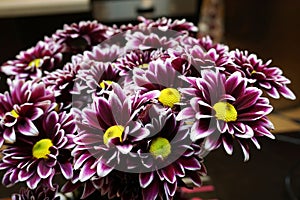 Purple chrysanthemum flowers with yellow centre