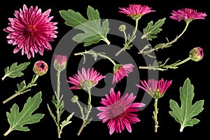 Purple chrysanthemum leaf and leaf collection