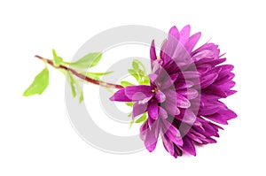 Purple Chrysanthemum (Mum) Flower