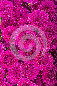 Chrysanthemum