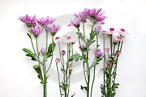 Purple Chrysanthemums