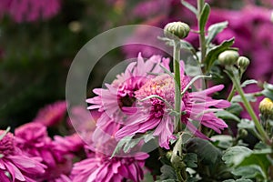 Purple chrysanthemums close - up in the garden. Floral autumn background