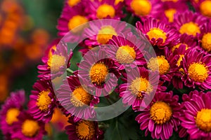 Purple chrysanthemums with a yellow center close-up on a blurred background of the garden