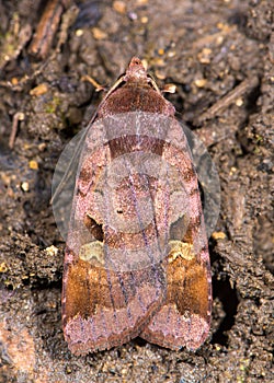 Purple clay moth (Diarsia brunnea) from above