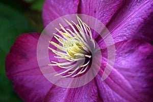 Purple Clematis