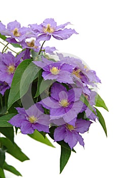Purple Clematis photo