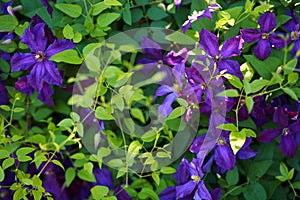 Purple Clematis