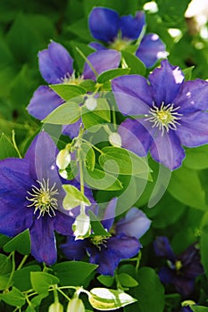 Purple Clematis