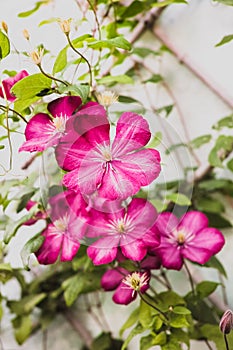 Purple Clematis