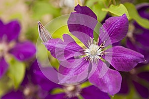 Purple clematis blossom