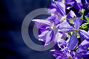 Purple clematis blossoming