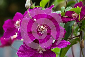 Purple clematis climber flowers in summer cottage garden