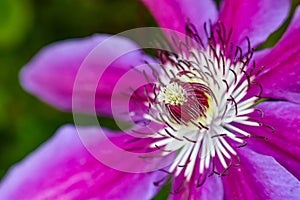 Purple clematis close up macro showing stamen and pollen