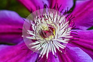 Purple clematis close up macro showing stamen and pollen