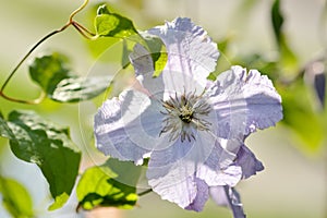 Purple clematis flower.