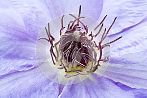 Purple Clematis flower