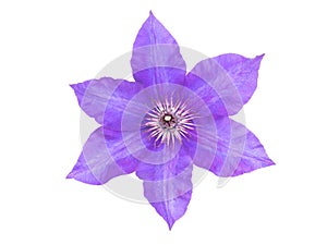 Purple clematis flower closeup isolated on white. Transparent png additional format