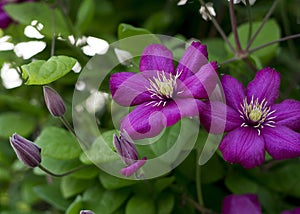 Purple clematis flower in the garden 2 photo