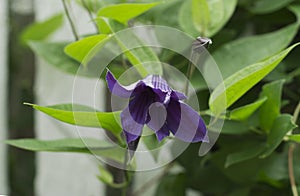 Purple clematis flower in the garden 3 photo